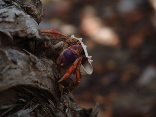 hermit crab on a trunk