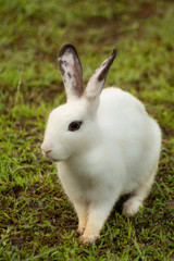 bello conejo blanco de orejas negras posado en el césped
