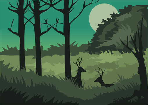 forest view for background and illustration image