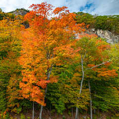 Fototapeta premium Fall Foliage 2