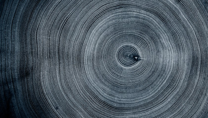 Old wooden oak tree cut surface. Detailed indigo denim blue tones of a felled tree trunk or stump. Rough organic texture of tree rings with close up of end grain. - Powered by Adobe