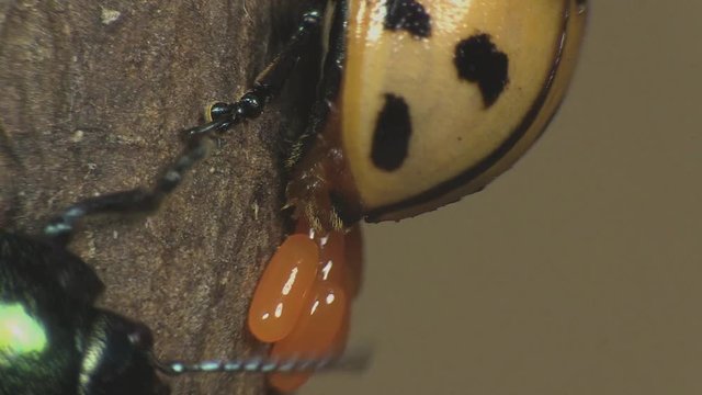 Milkweed beetle laying eggs 1351 4