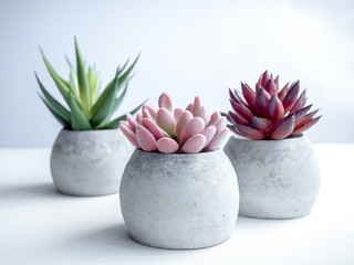 Concrete pot. Modern geometric concrete planter.