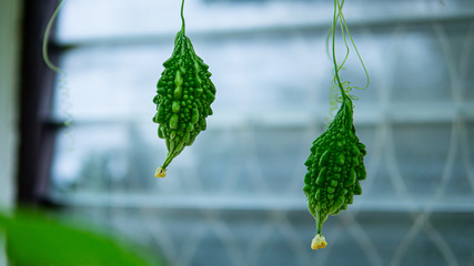 Bitter gourd on vine 