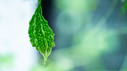 Bitter gourd on vine 