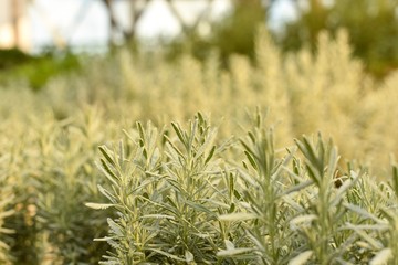 Closeup shot of lavender plants. Selective focus view.
