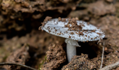 mushroom in forest