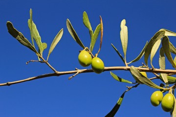 Οlives on olive tree branch