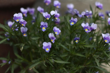 Анюткины глазки