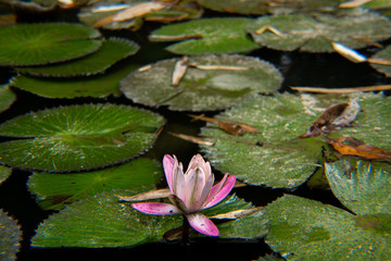 bella flor rosada acuática, posada en un lago y rodeada de hojas verdes
