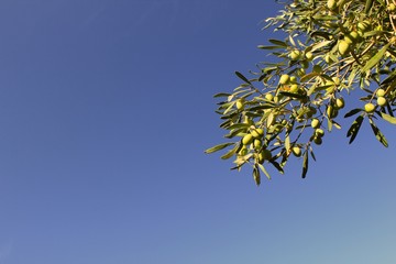 Οlives on olive tree branch