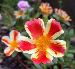 red flower in the garden.(Portulaca)