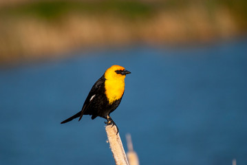 Yellowheaded blackbird at Bear River Bird Refuge