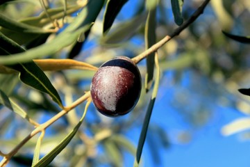 Οlives on olive tree branch