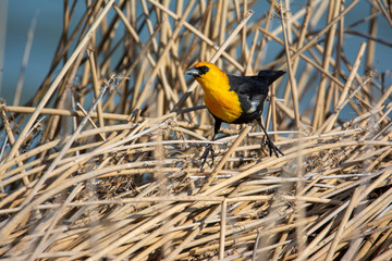 Yellowheaded blackbird in reeds at Bear River Bird Refuge
