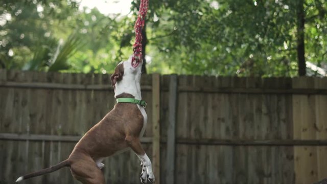 Brown and White Pitbull Terrier Mix Chews on Rope Hanging From Tree With Wooden Fence in Background