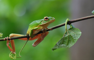 frog,tree frog,ampibhian