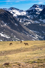 Wandering Elk in the Rocky Mountain National Park Colorado