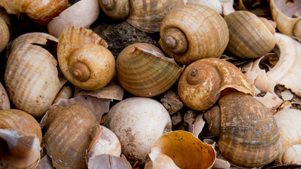 Abandoned keong sawah (Pila ampullacea) shells are carelessly thrown away. Environmental pollution. Background inspiration.