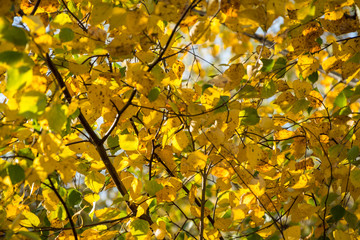 Collection of Beautiful Colorful Autumn Leaves / green, yellow, orange, red