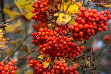 Rowan berries, Mountain ash (Sorbus) tree with ripe berry