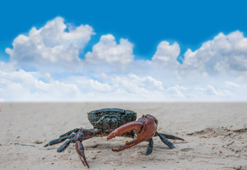 Field crab on the sand with blurred the beautiful blue sky and cloud.