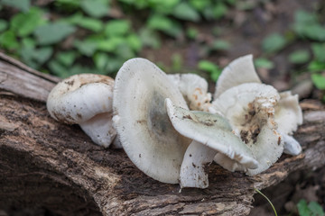 White mushrooms growing on a fallen tree. subject is blurred.