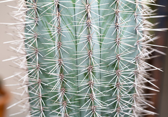 The trunk of the cactus