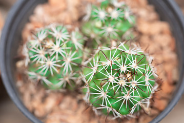 mini green cactus