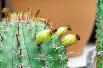The withered flowers of the cactus