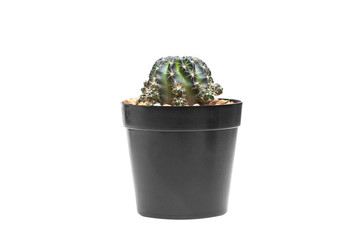 Cactus (Echinopsis calochlora) on black plastic pot isolated on white background.