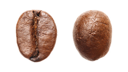 macro brown arabica coffee bean with front side and back side view isolated on white background.