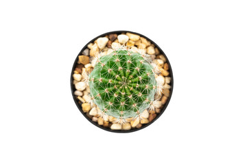 Top view of cactus in pot isolated on white background with clipping path.