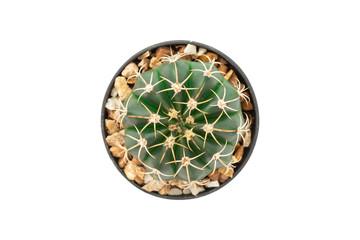 Top view of cactus in pot isolated on white background with clipping path.