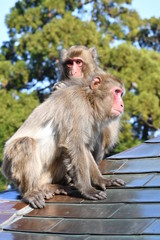 Naklejka premium サル