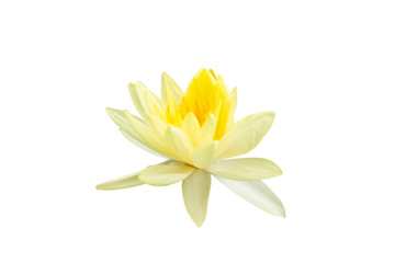 Yellow lotus (water lily) is Blooming isolated on white background with clipping path.
