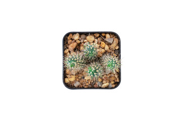 Top view of cactus in pot isolated on white background with clipping path.