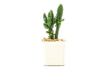 Side view of cactus in white pots isolated on white background.