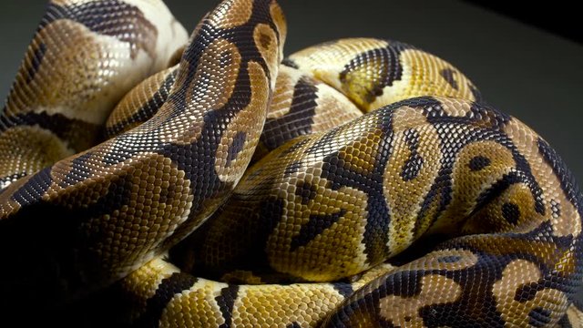 Video of ball python on black table