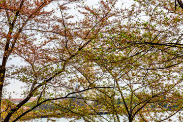 Cherry Blossoms Tidal Basin Washington Monument Washington DC