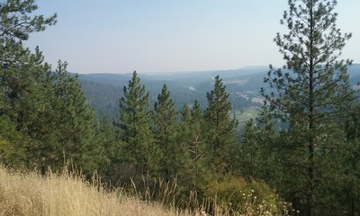 pines and dry grass in front of hazy blue valley