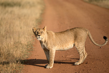 A lion walking along a road in Tanzania