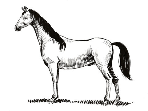 Standing horse. Ink black and white illustration