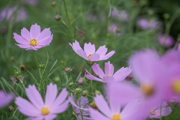 Fototapeta premium コスモス あけぼの山農業公園 千葉県柏市