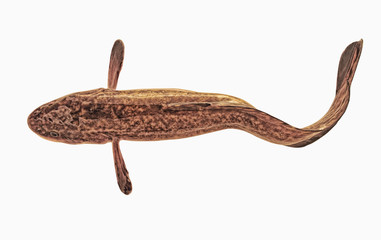  Freshwater fish  burbot isolated on a white  background . Live fish . cod.