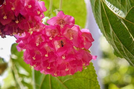 Pink Dombeya flower in Saheliyon ki Bari gardens or Courtyard of the Maidens in Udaipur. India