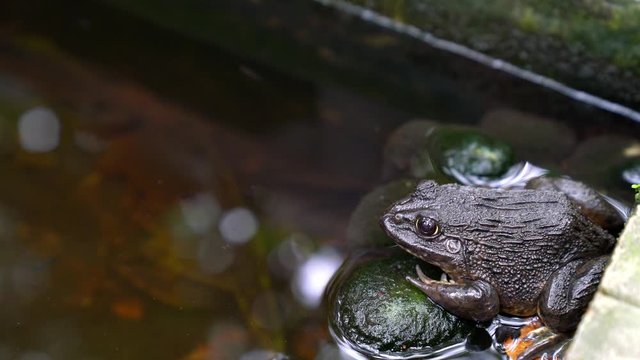 closeup frog in pond ,Thailand