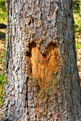 a heart in the bark of a tree