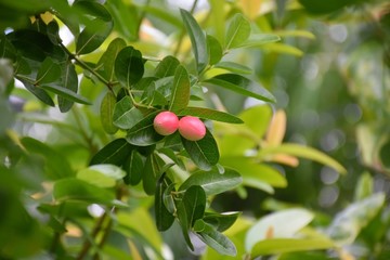 the fruits of fresh Bengal currant on branches and green leaves
