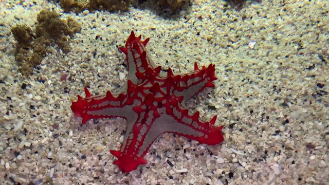 Red knob star fish with tubercles that are bright red